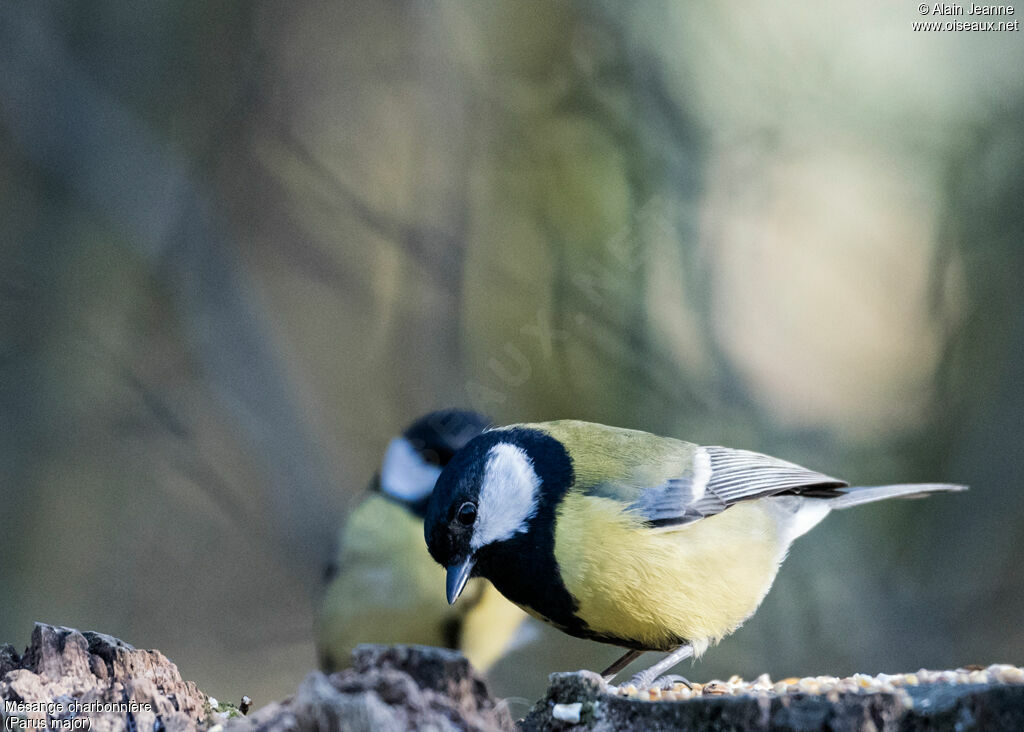 Mésange charbonnièreadulte, mange