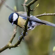 Great Tit