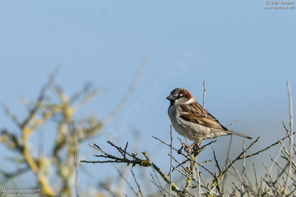 House Sparrow