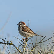 House Sparrow