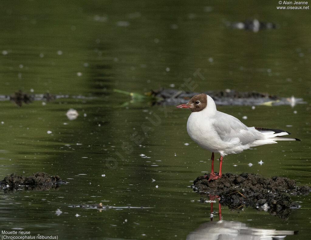 Black-headed Gull, close-up portrait