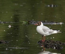 Mouette rieuse