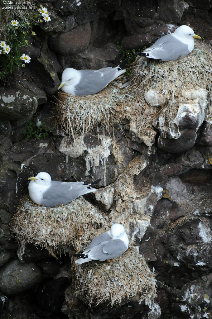 Black-legged Kittiwake, Reproduction-nesting