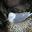 Mouette tridactyle