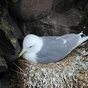 Black-legged Kittiwake