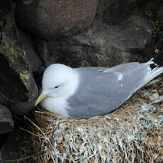 Mouette tridactyle