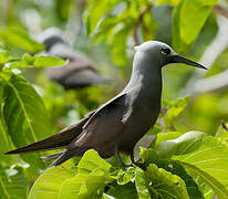 Lesser Noddy