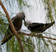 Lesser Noddy