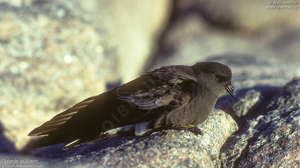 Wilson's Storm Petreladult, identification