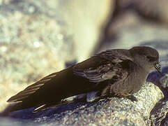 Wilson's Storm Petrel