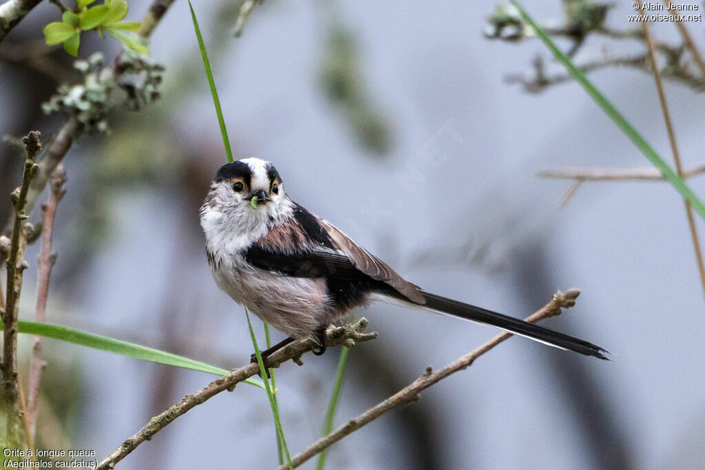 Long-tailed Tit