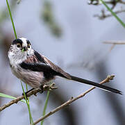 Long-tailed Tit