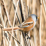 Bearded Reedling