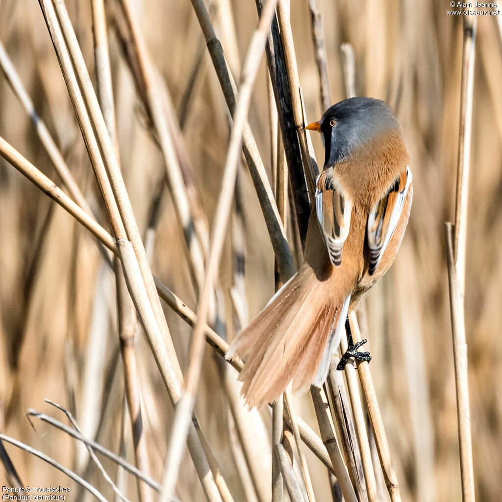 Bearded Reedling male