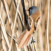 Bearded Reedling