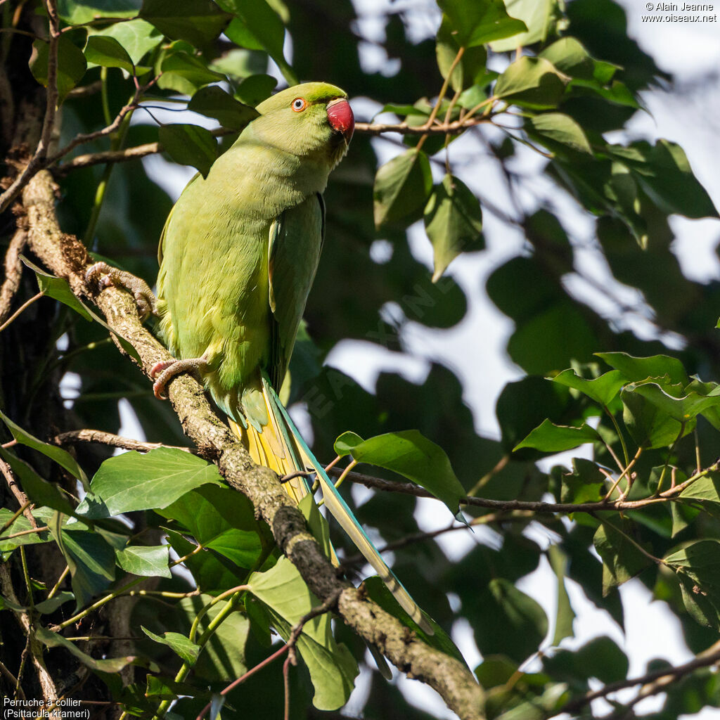 Rose-ringed Parakeet