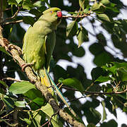 Rose-ringed Parakeet