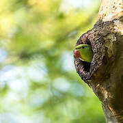 Rose-ringed Parakeet