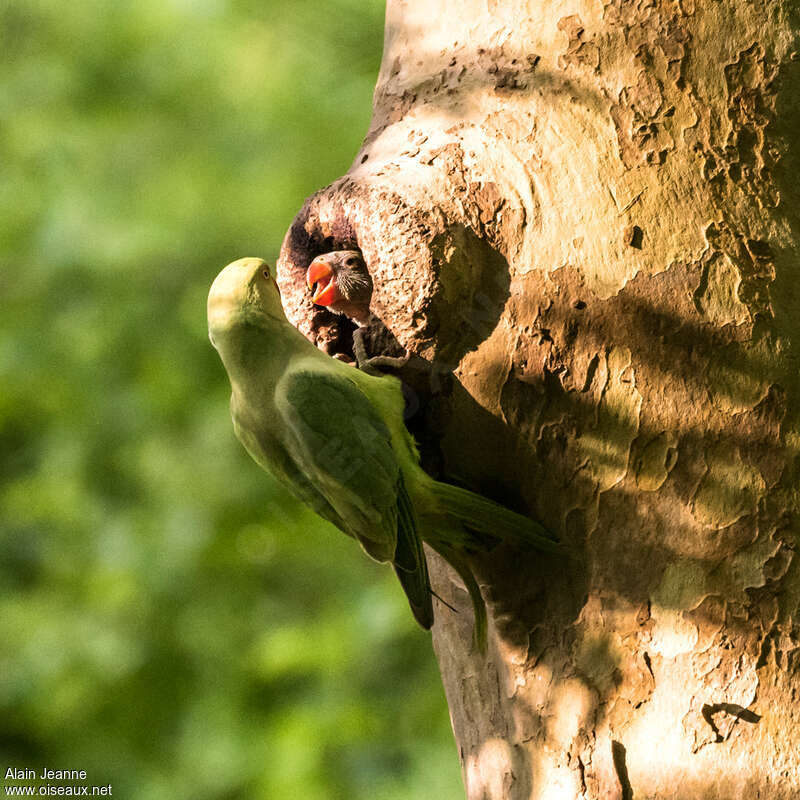 Rose-ringed Parakeet, habitat, Reproduction-nesting