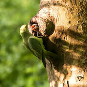 Rose-ringed Parakeet