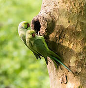 Rose-ringed Parakeet