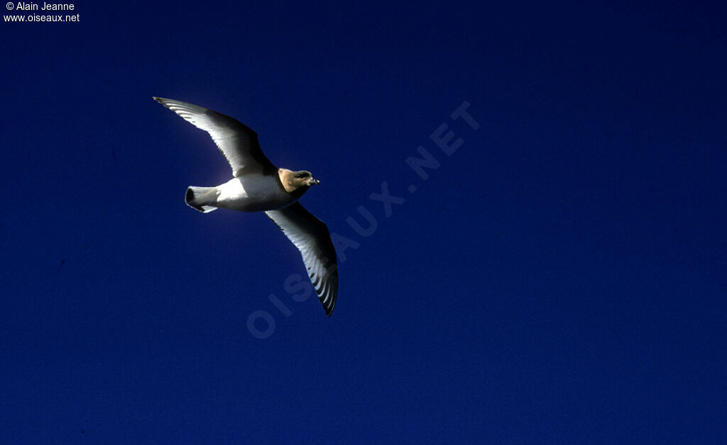 Pétrel antarctique, Vol