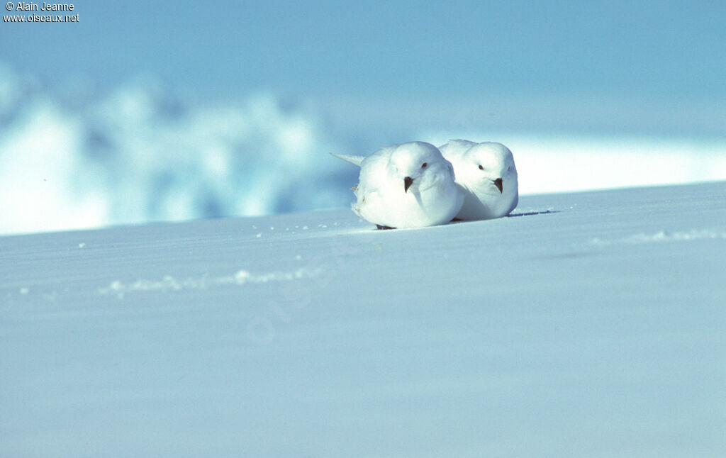 Snow Petrel