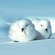 Snow Petrel