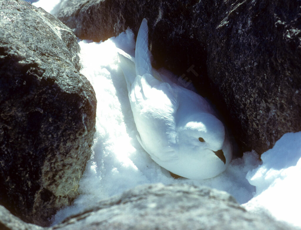 Snow Petrel