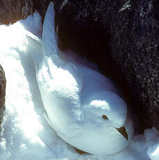 Pétrel des neiges