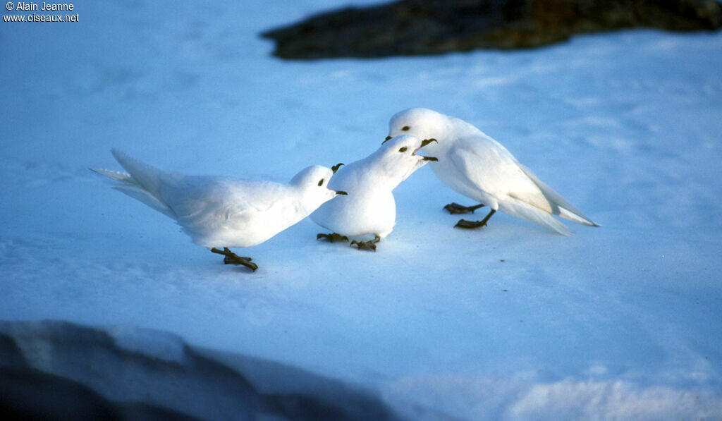 Snow Petrel