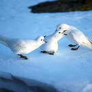 Pétrel des neiges
