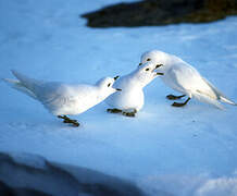 Snow Petrel