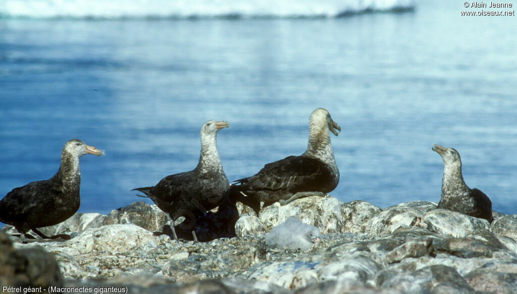 Southern Giant Petrel