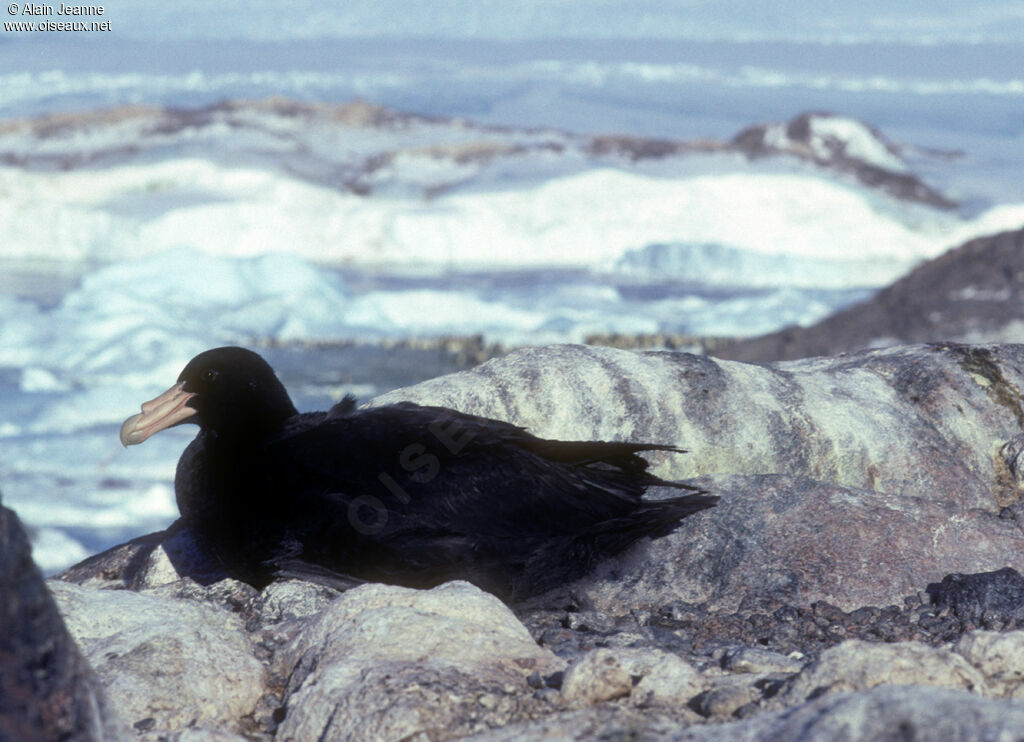 Southern Giant Petrel