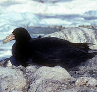 Southern Giant Petrel