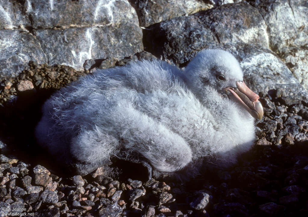 Pétrel géantPoussin, identification