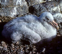 Southern Giant Petrel