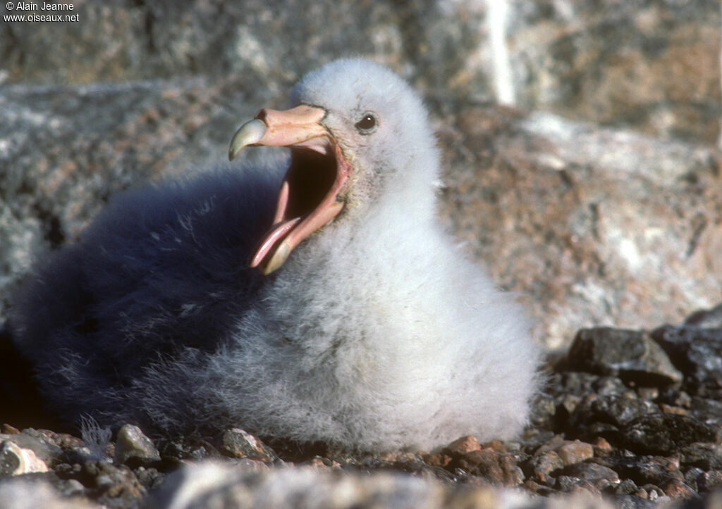 Southern Giant Petrel