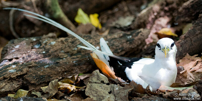 White-tailed Tropicbird, Reproduction-nesting
