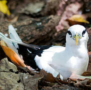 White-tailed Tropicbird