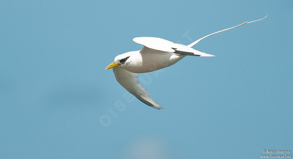 White-tailed Tropicbird, Flight