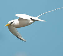 White-tailed Tropicbird