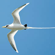 White-tailed Tropicbird