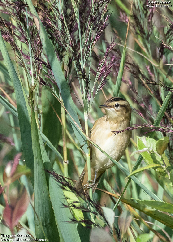 Sedge Warbler