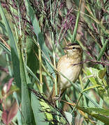 Sedge Warbler