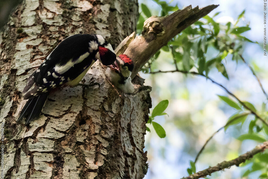 Great Spotted Woodpecker, Reproduction-nesting