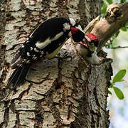 Great Spotted Woodpecker