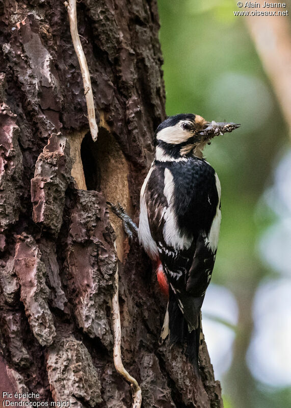Great Spotted Woodpecker female adult, Behaviour