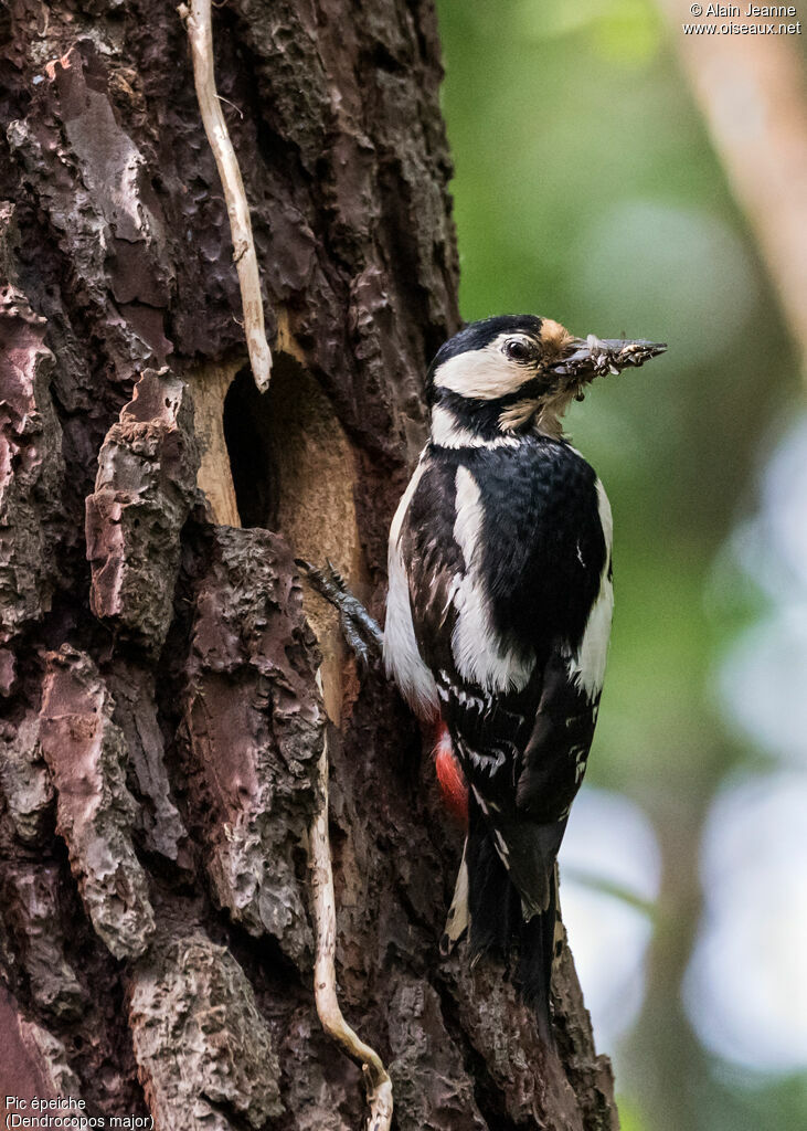 Great Spotted Woodpecker female adult, Behaviour